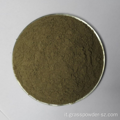Giovana biologica di grano saraceno in polvere